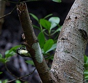 Yellow-rumped tinkerbird (pogoniulus bileneatus), Jozani forest, mangrove boardwalk